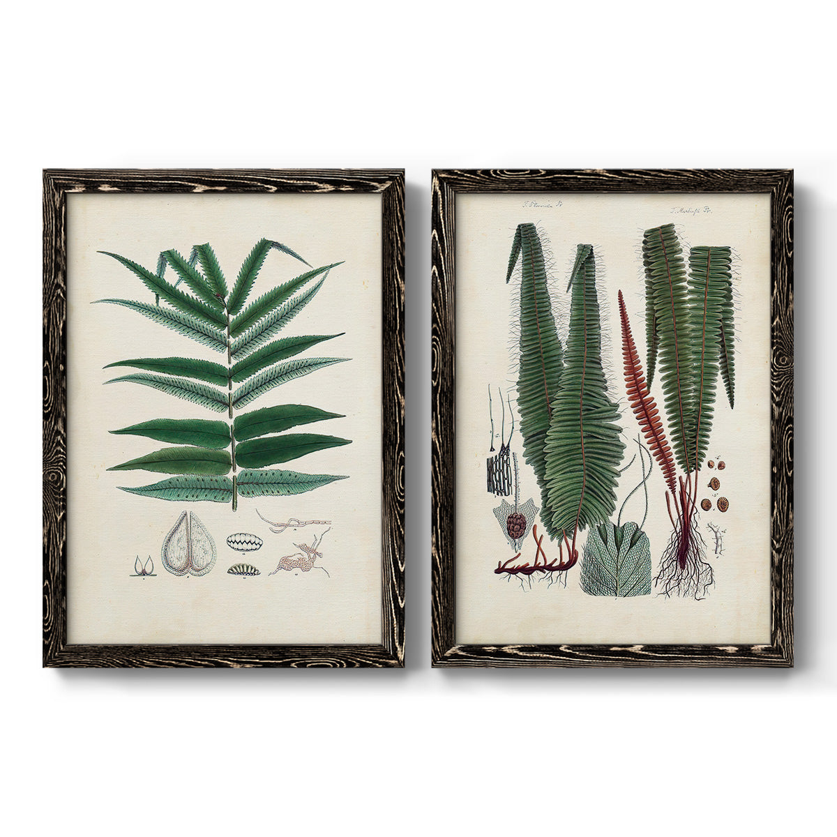 Set of two black barnwood framed canvas prints featuring two natural-history fern plates featuring vintage fern specimens with botanical details.