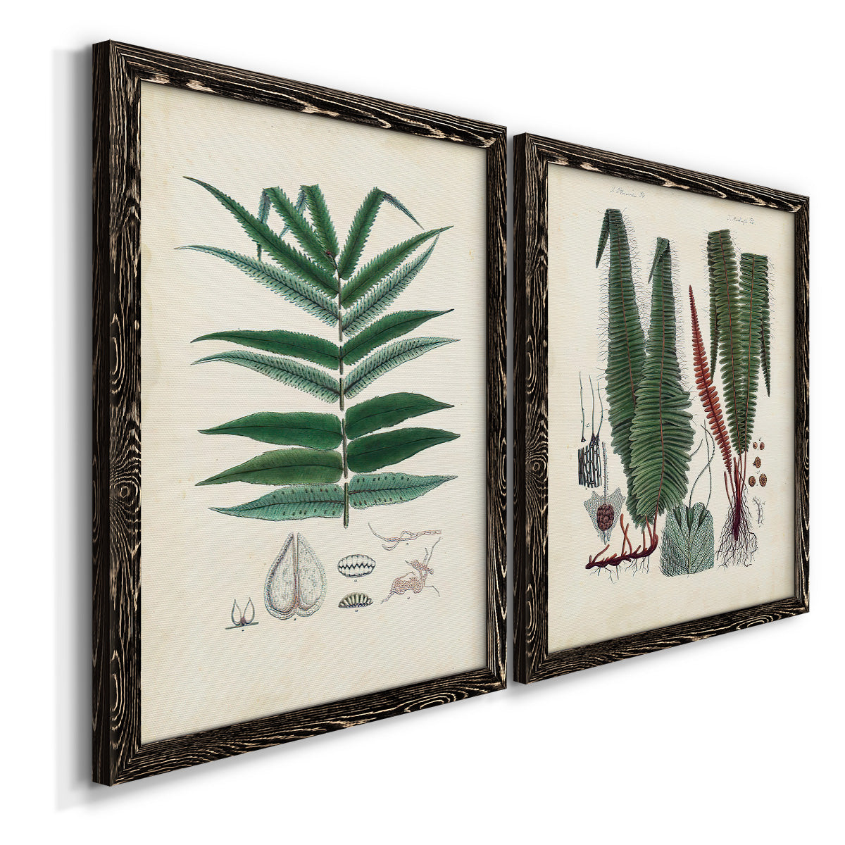 Angled view of a set of two black barnwood framed canvas prints featuring two natural-history fern plates featuring vintage fern specimens with botanical details.