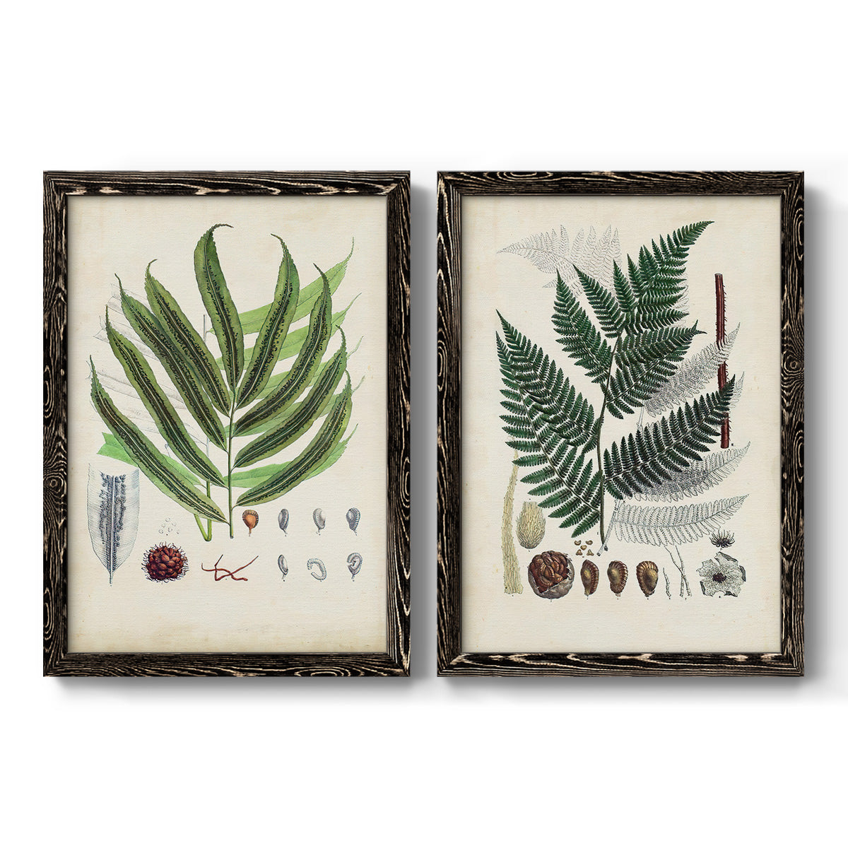 Set of two black barnwood framed canvas prints featuring two natural-history fern plates featuring vintage fern specimens with botanical details.