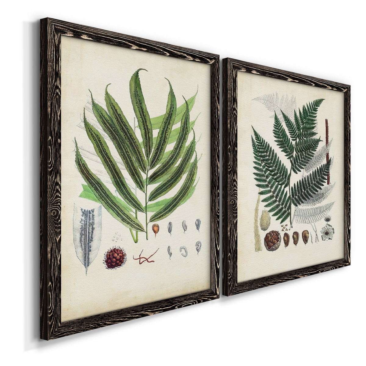 Angled view of a set of two black barnwood framed canvas prints featuring two natural-history fern plates featuring vintage fern specimens with botanical details.