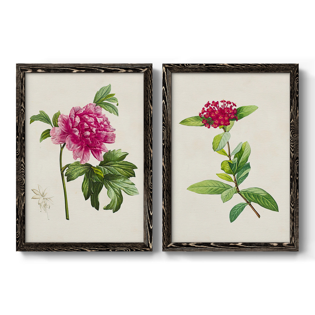 Set of two black barnwood framed canvas prints featuring two vintage botanical plate illustrations featuring pink flowering plant specimens.