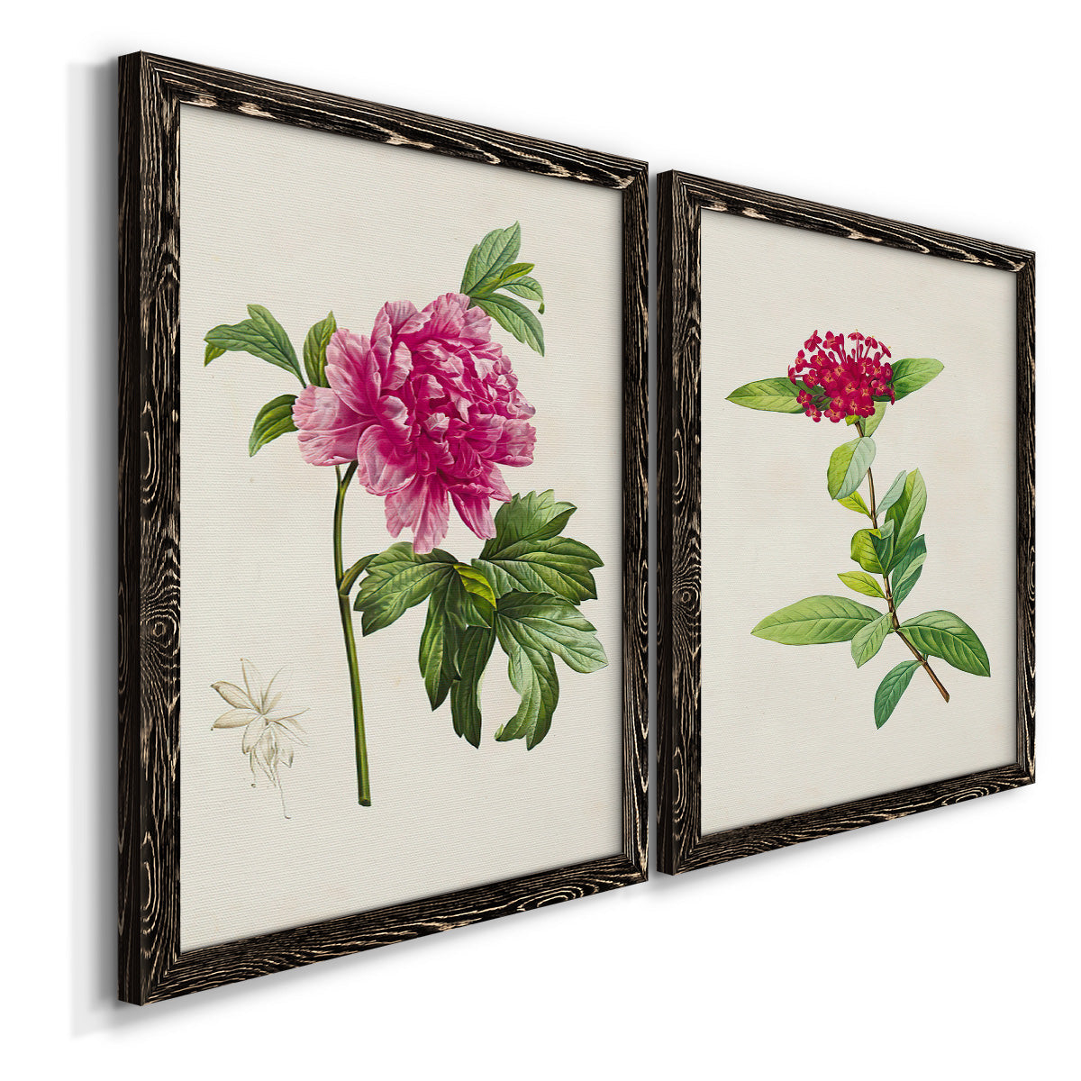 Angled view of a set of two black barnwood framed canvas prints featuring two vintage botanical plate illustrations featuring pink flowering plant specimens.