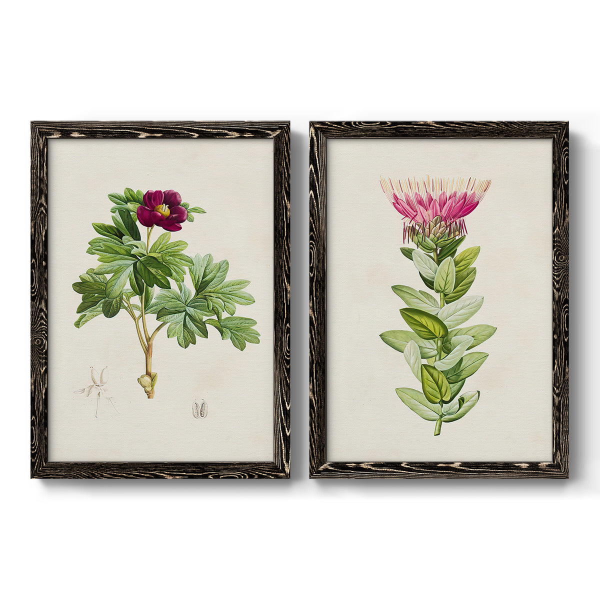 Set of two black barnwood framed canvas prints featuring two vintage botanical plate illustrations featuring pink flowering plant specimens.
