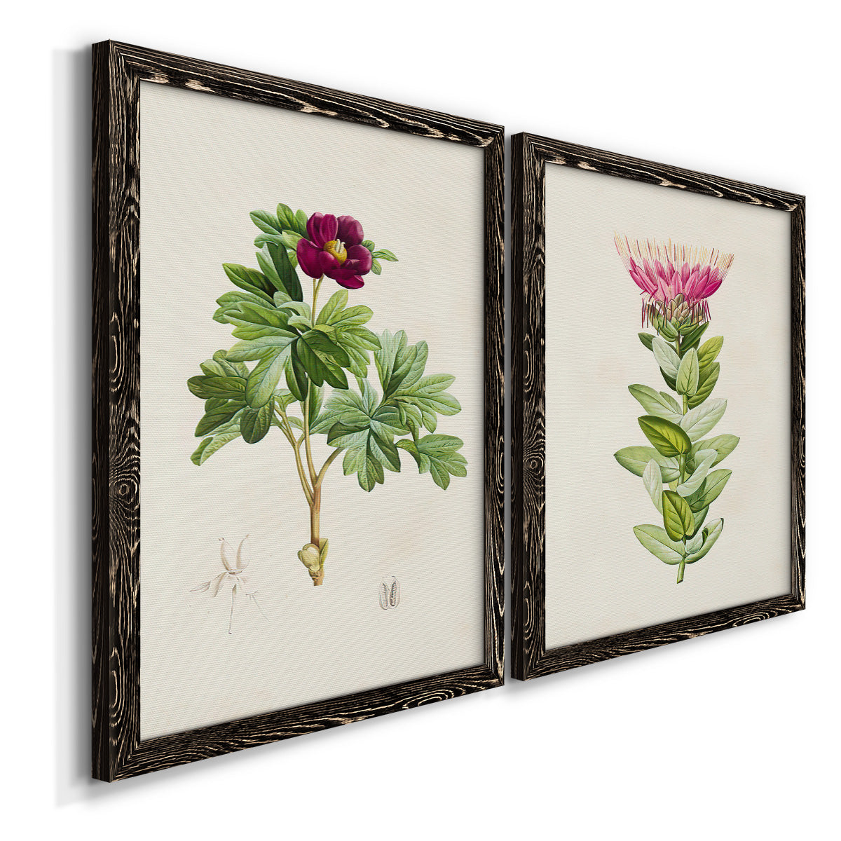 Angled view of a set of two black barnwood framed canvas prints featuring two vintage botanical plate illustrations featuring pink flowering plant specimens.