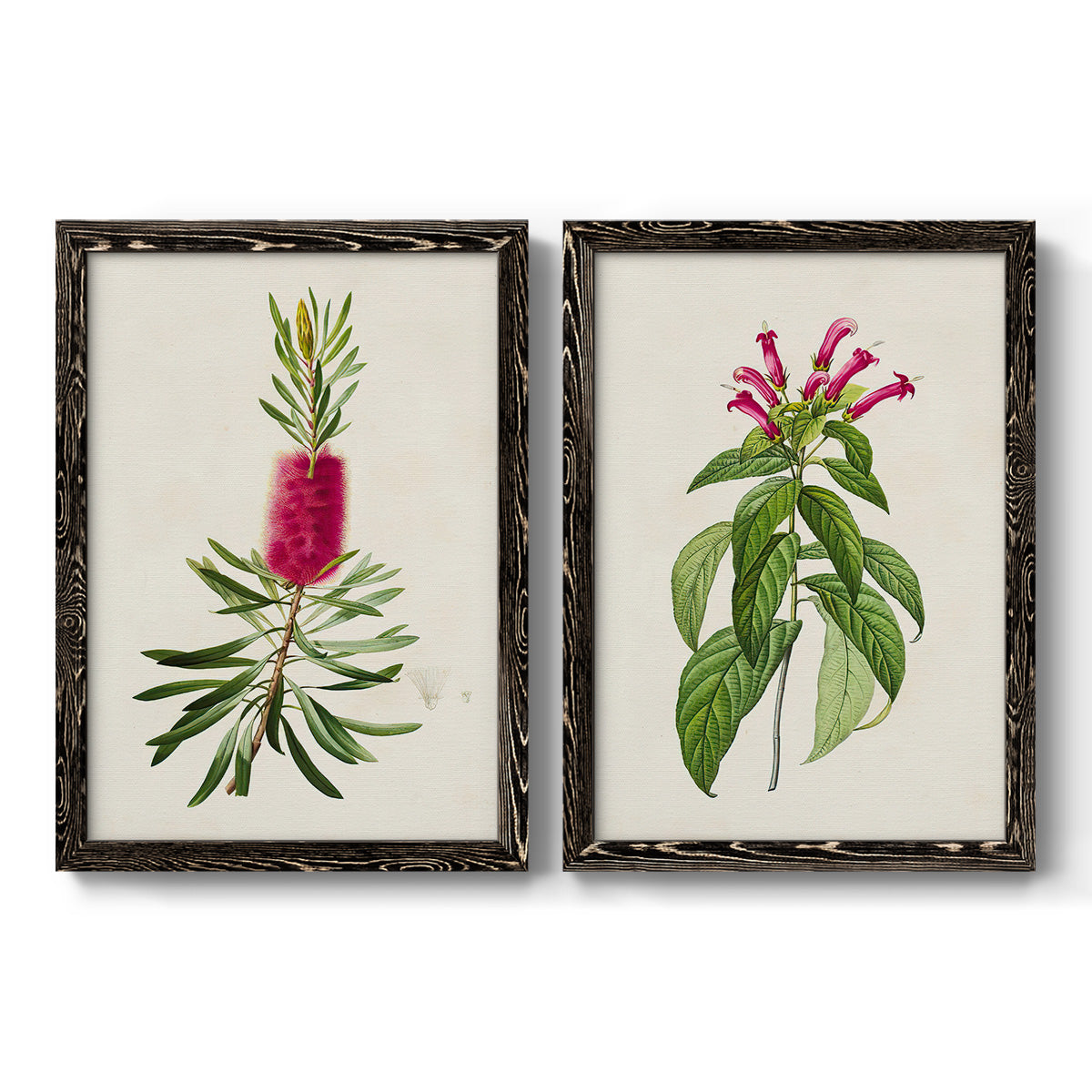 Set of two black barnwood framed canvas prints featuring two vintage botanical plate illustrations featuring pink flowering plant specimens.