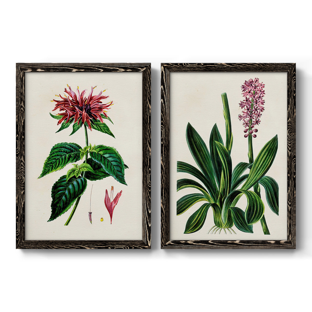 Set of two black barnwood framed canvas prints featuring two antique botanical plate illustrations featuring colorful flowering plant specimens.