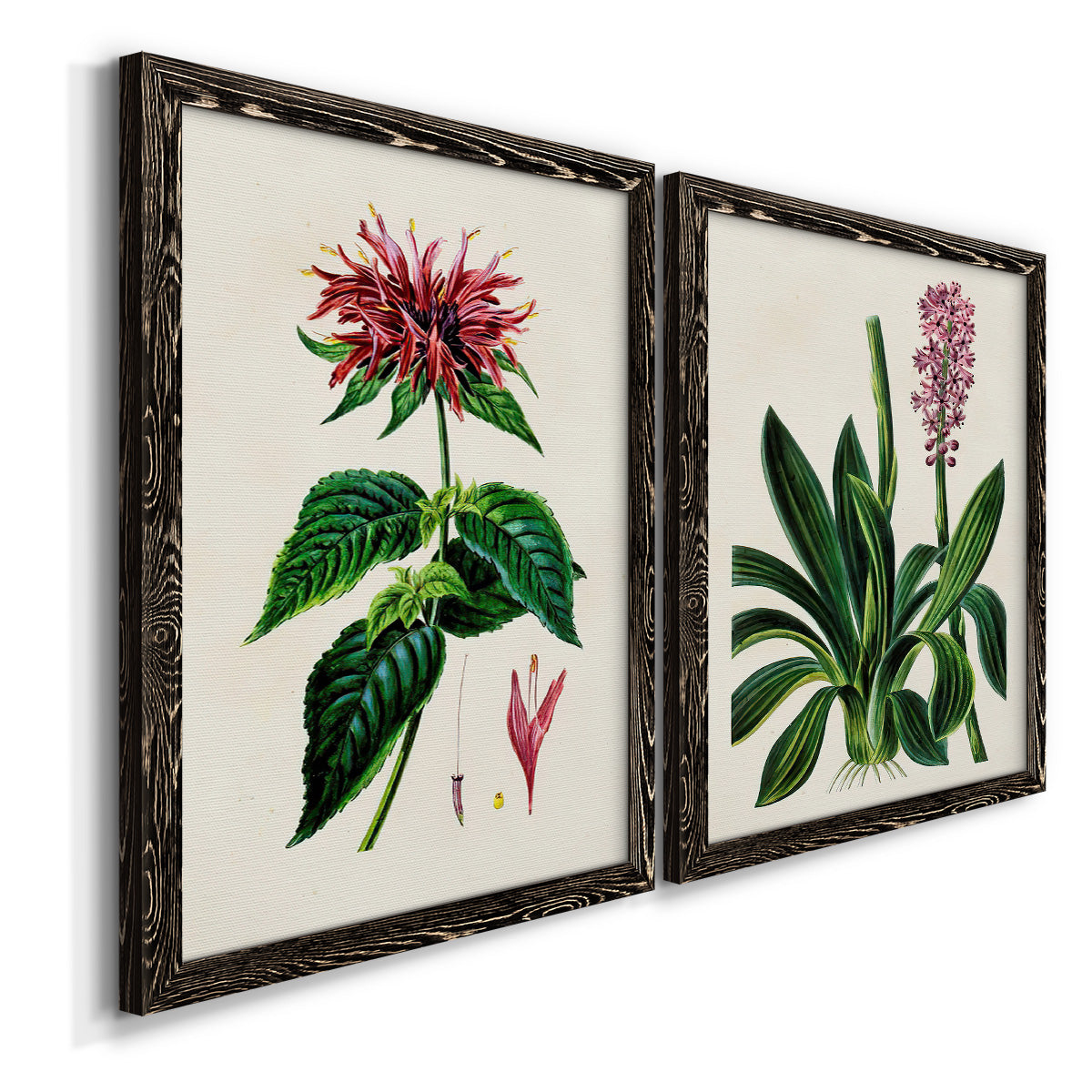 Angled view of a set of two black barnwood framed canvas prints featuring two antique botanical plate illustrations featuring colorful flowering plant specimens.