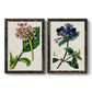 Set of two black barnwood framed canvas prints featuring two antique botanical plate illustrations featuring colorful flowering plant specimens.