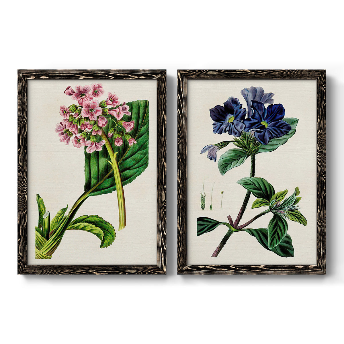 Set of two black barnwood framed canvas prints featuring two antique botanical plate illustrations featuring colorful flowering plant specimens.