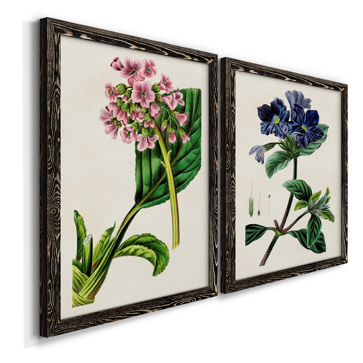 Angled view of a set of two black barnwood framed canvas prints featuring two antique botanical plate illustrations featuring colorful flowering plant specimens.