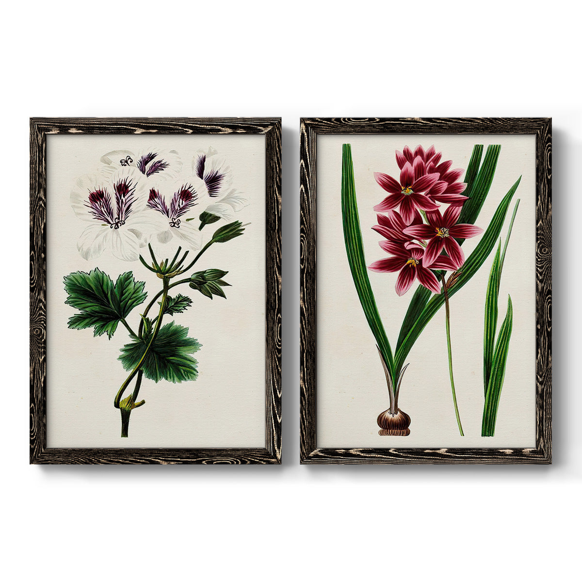 Set of two black barnwood framed canvas prints featuring two antique botanical plate illustrations featuring colorful flowering plant specimens.