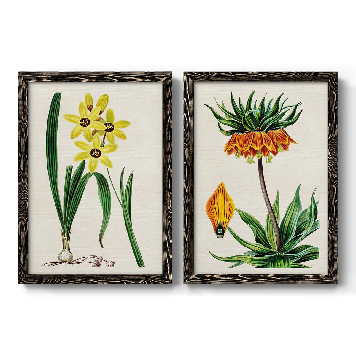Set of two black barnwood framed canvas prints featuring two antique botanical plate illustrations featuring colorful flowering plant specimens.