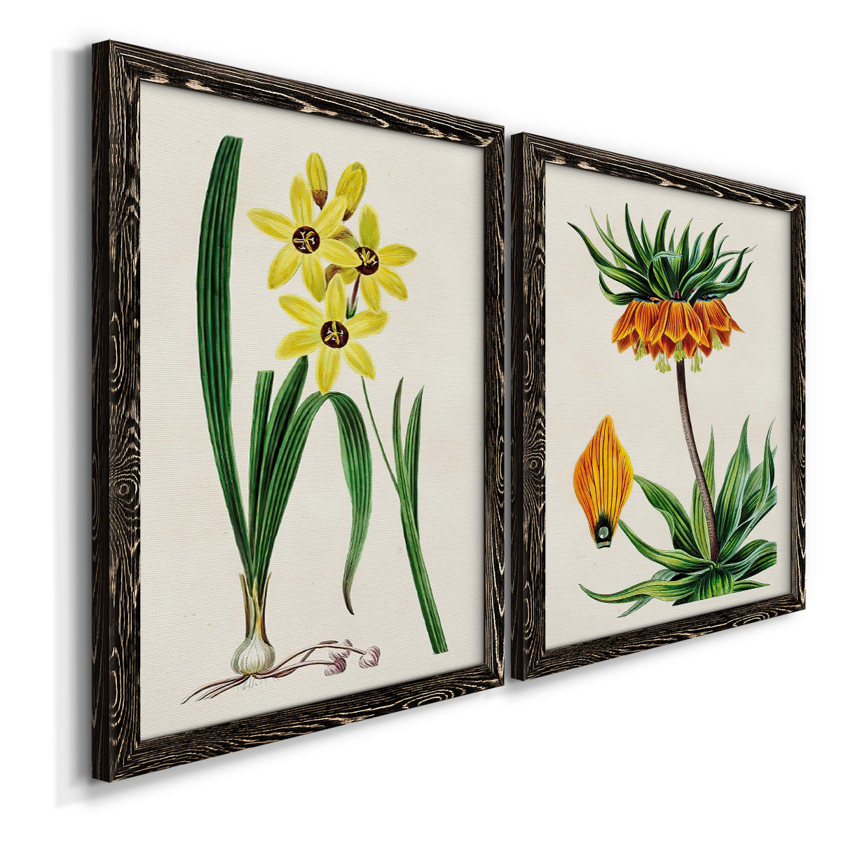Angled view of a set of two black barnwood framed canvas prints featuring two antique botanical plate illustrations featuring colorful flowering plant specimens.