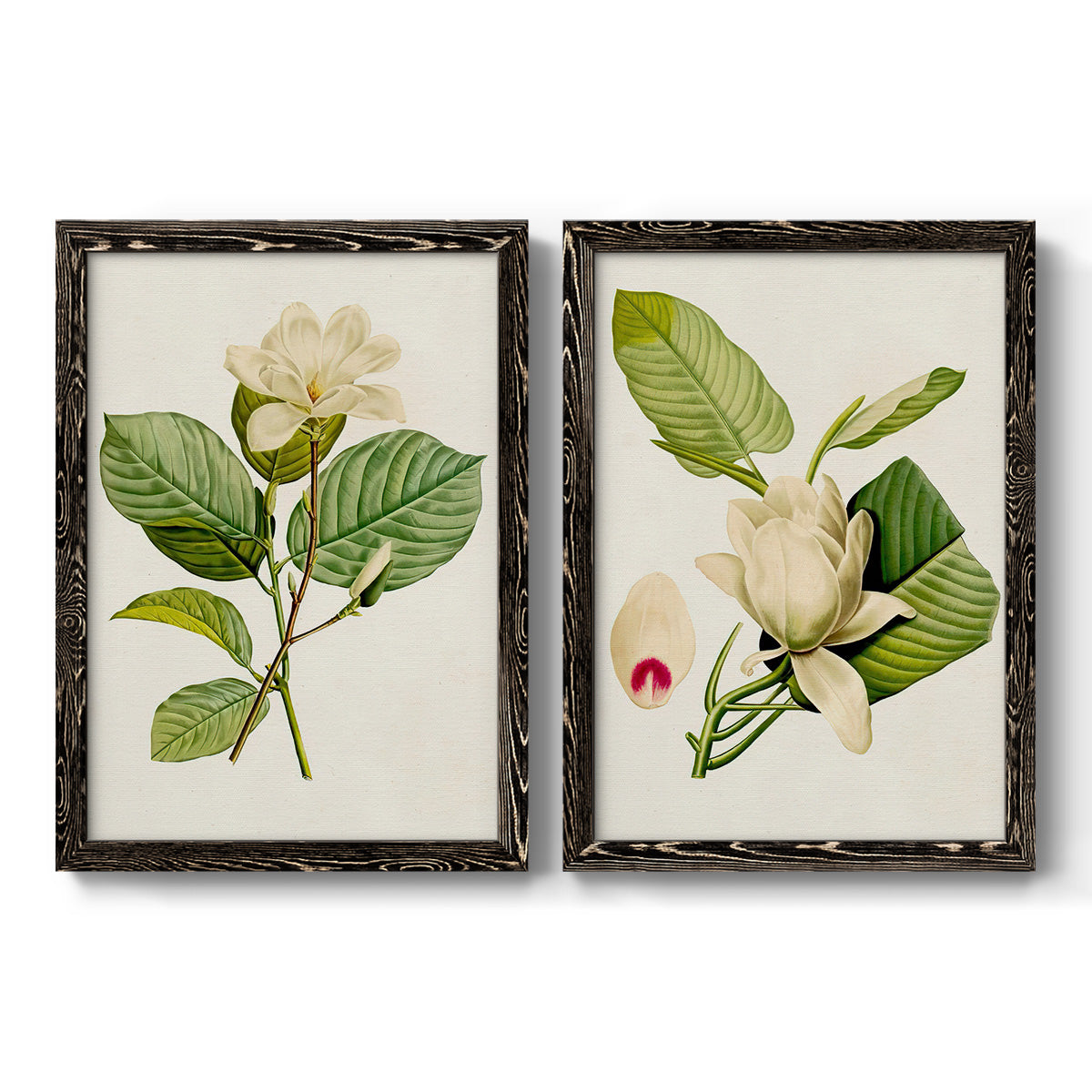 Set of two black barnwood framed canvas prints featuring two traditional botanical paintings featuring white magnolia blossoms and glossy green leaves.