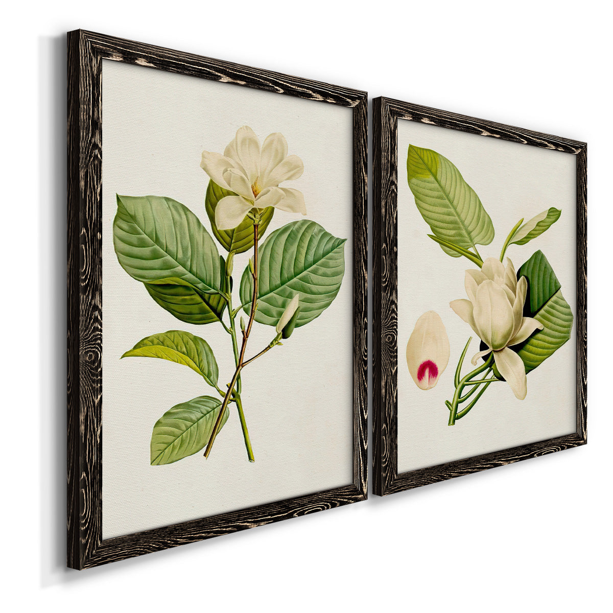 Angled view of a set of two black barnwood framed canvas prints featuring two traditional botanical paintings featuring white magnolia blossoms and glossy green leaves.