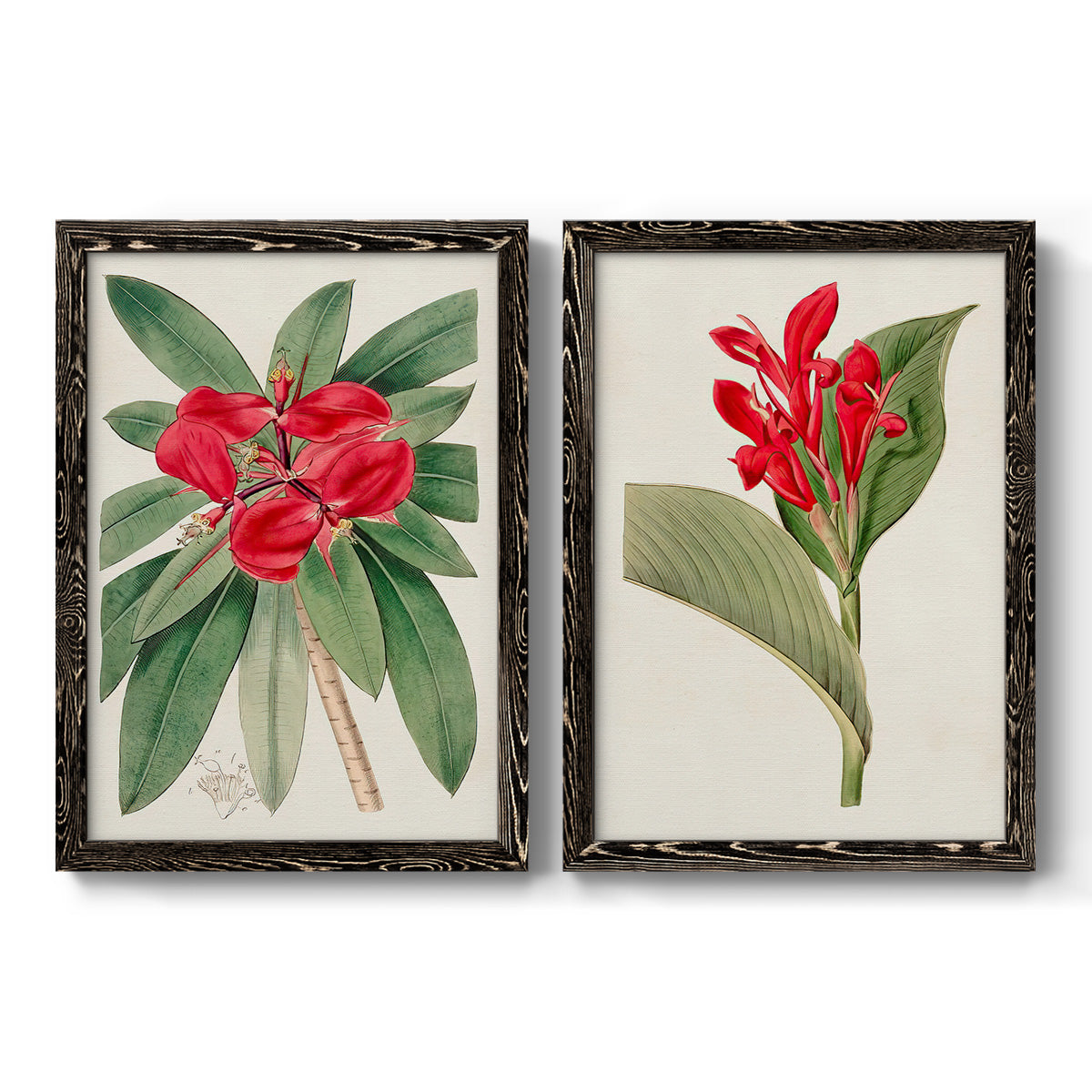 Set of two black barnwood framed canvas prints featuring two antique botanical plate illustrations featuring vivid tropical flowering plants.