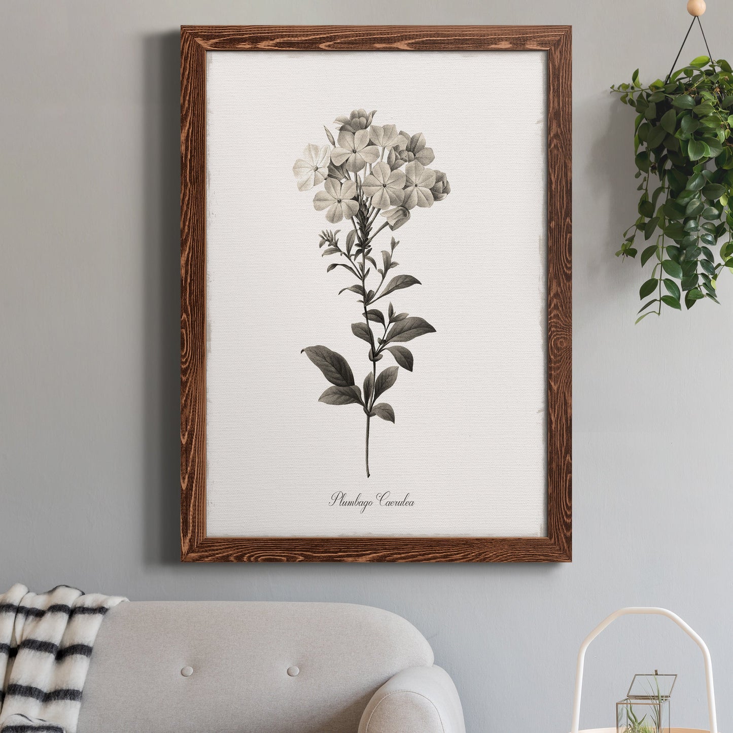 Sketchbook Leadwort - Barnwood Framed Canvas Print