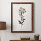 Sketchbook Leadwort - Barnwood Framed Canvas Print