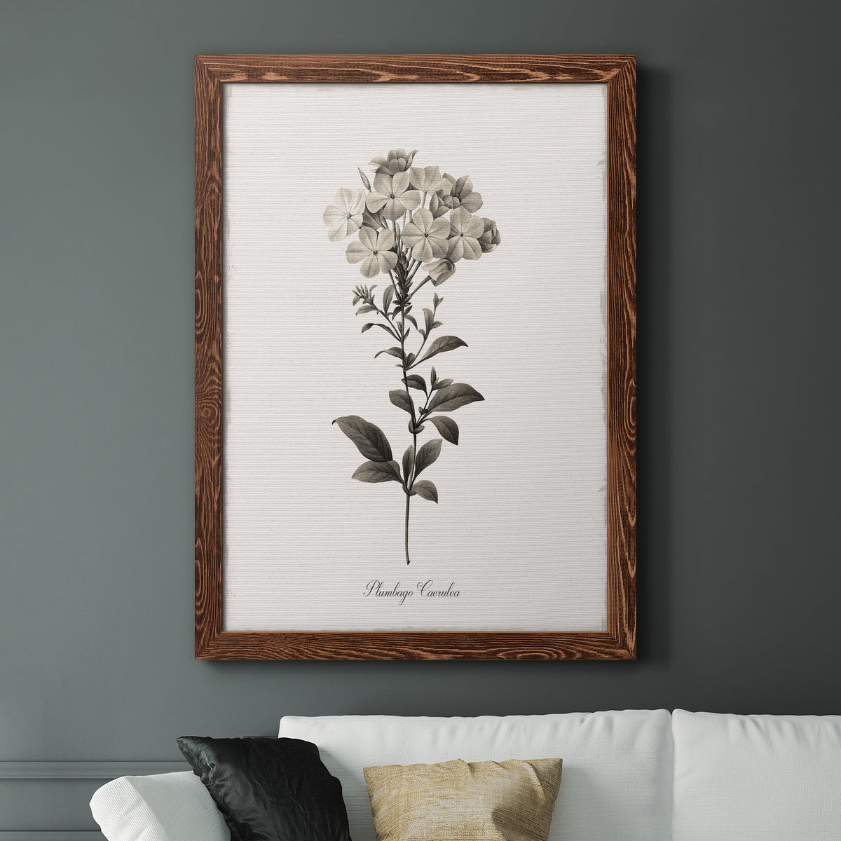 Sketchbook Leadwort - Barnwood Framed Canvas Print