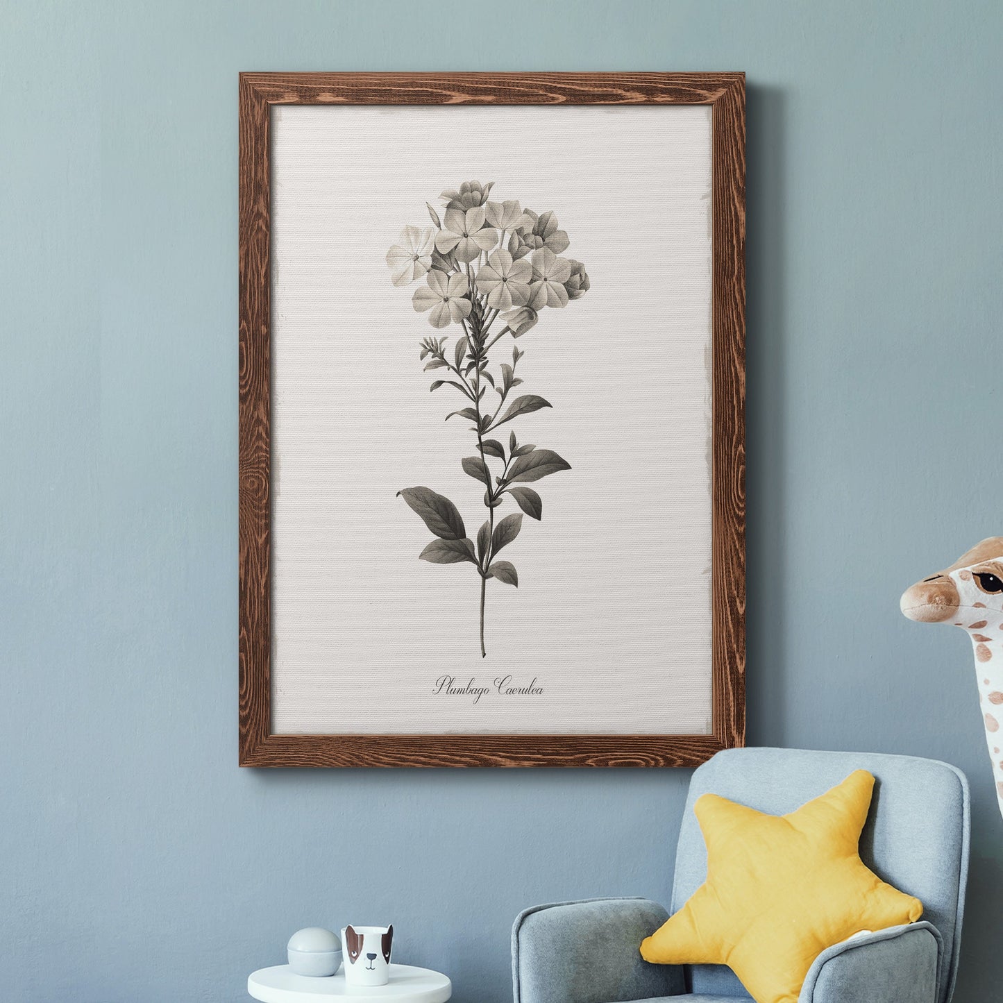 Sketchbook Leadwort - Barnwood Framed Canvas Print