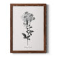 Simply Cape Leadwort - Barnwood Framed Canvas Print
