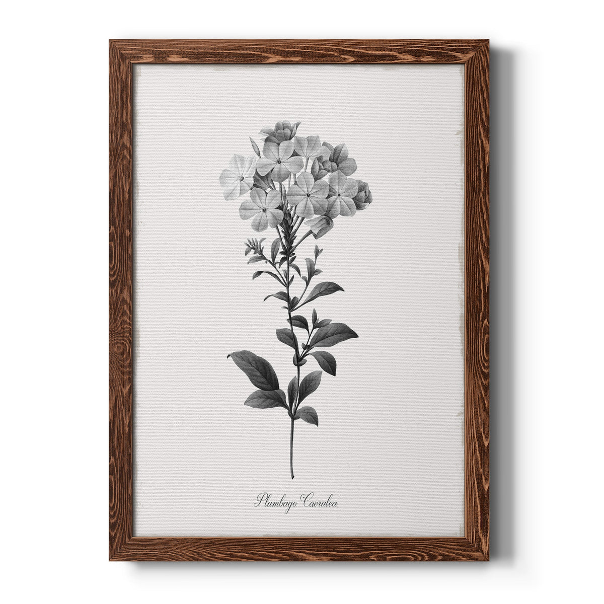 Simply Cape Leadwort - Barnwood Framed Canvas Print