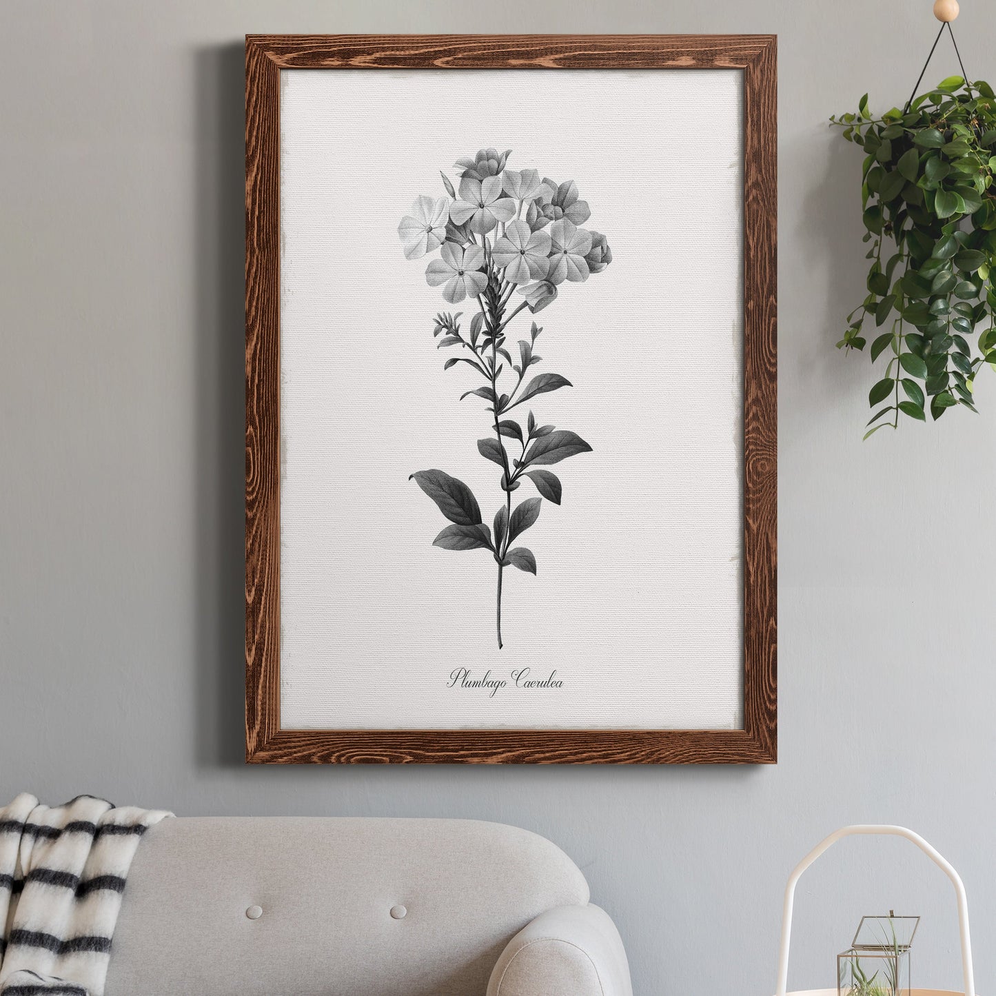 Simply Cape Leadwort - Barnwood Framed Canvas Print