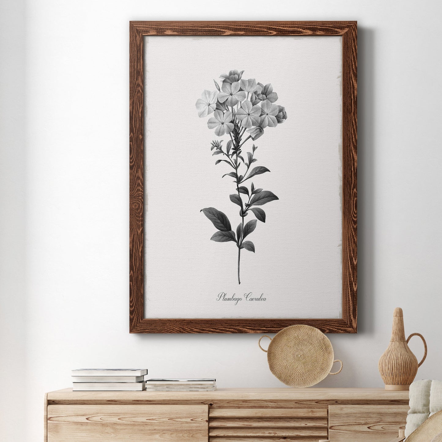 Simply Cape Leadwort - Barnwood Framed Canvas Print