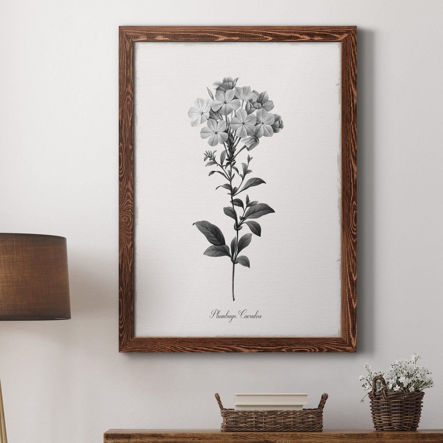 Simply Cape Leadwort - Barnwood Framed Canvas Print