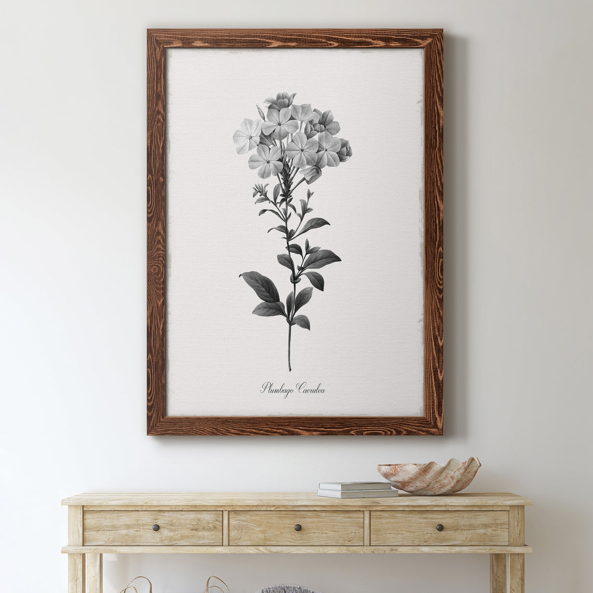 Simply Cape Leadwort - Barnwood Framed Canvas Print