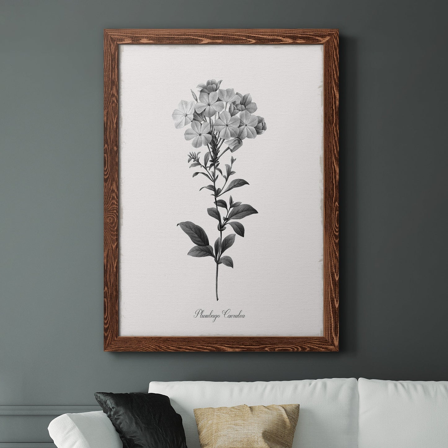 Simply Cape Leadwort - Barnwood Framed Canvas Print