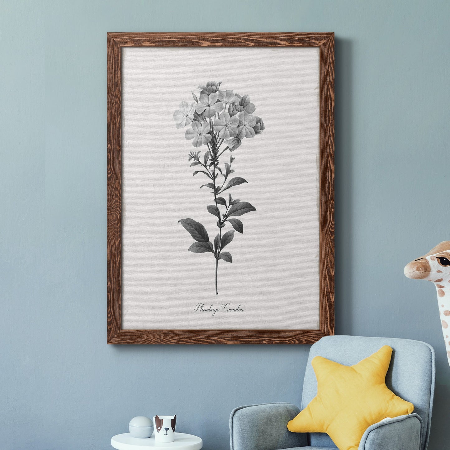 Simply Cape Leadwort - Barnwood Framed Canvas Print