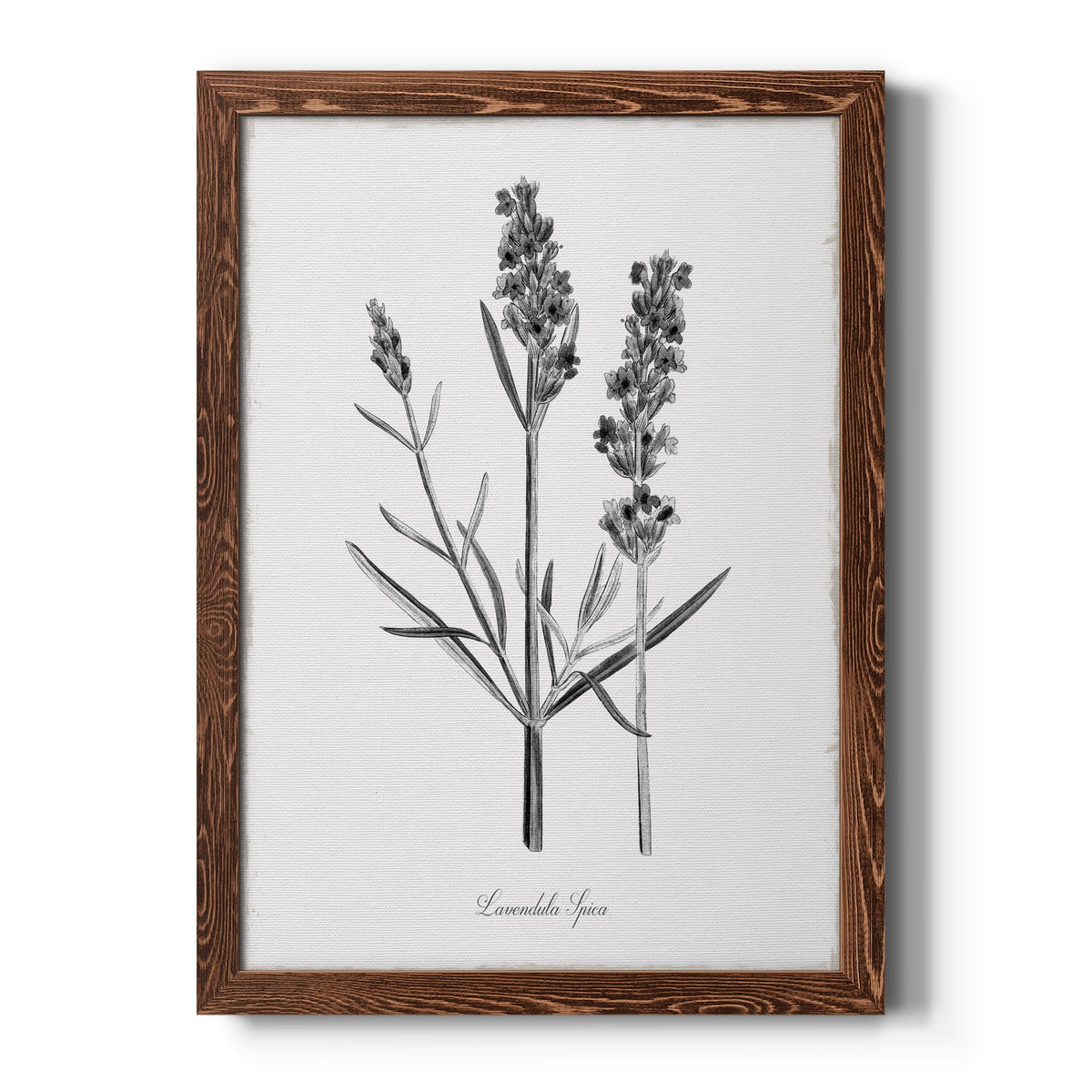 Simply Lavender - Barnwood Framed Canvas Print