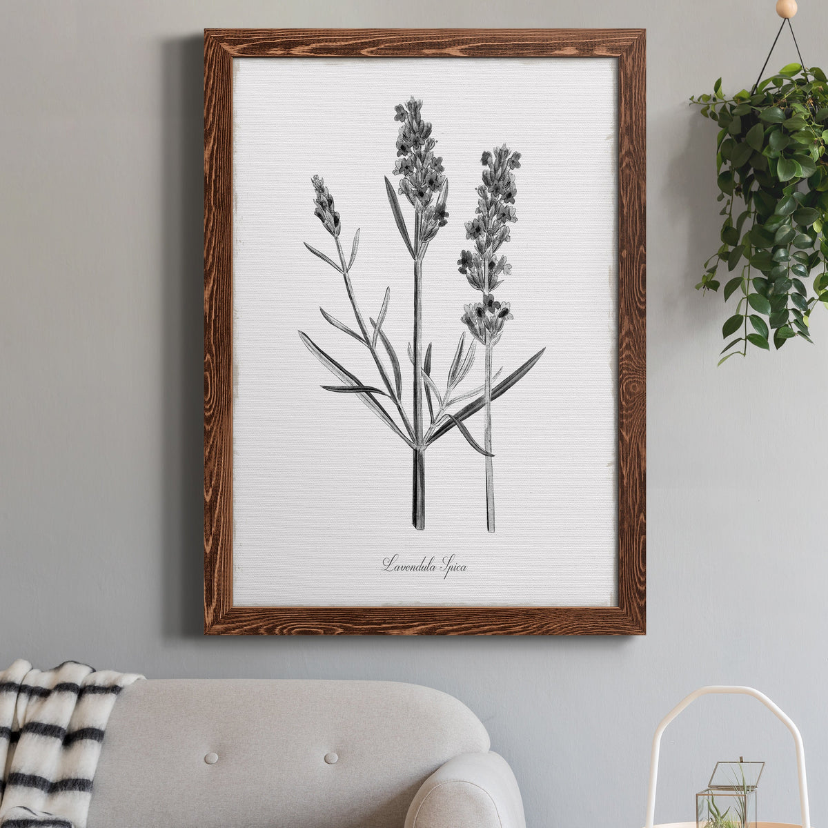 Simply Lavender - Barnwood Framed Canvas Print