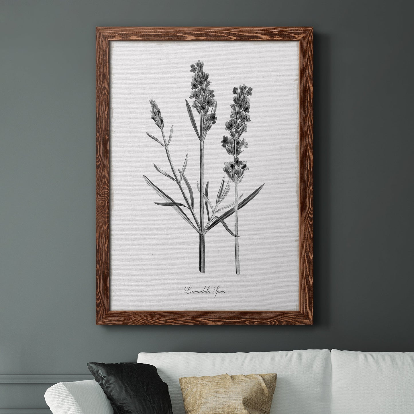 Simply Lavender - Barnwood Framed Canvas Print