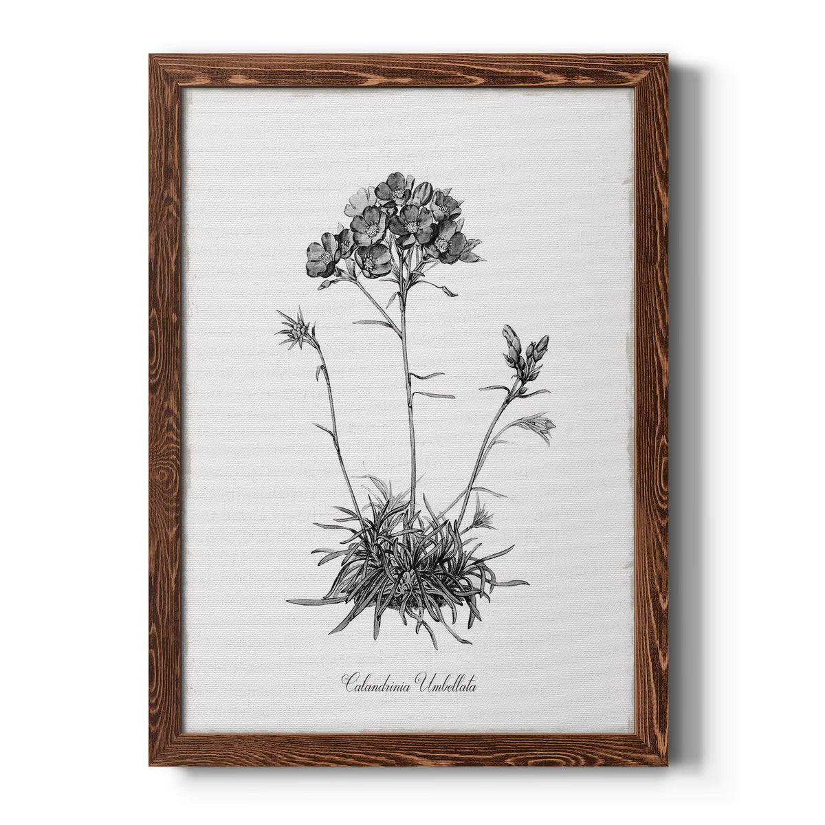 Simply Caladrinia - Barnwood Framed Canvas Print