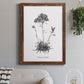 Simply Caladrinia - Barnwood Framed Canvas Print