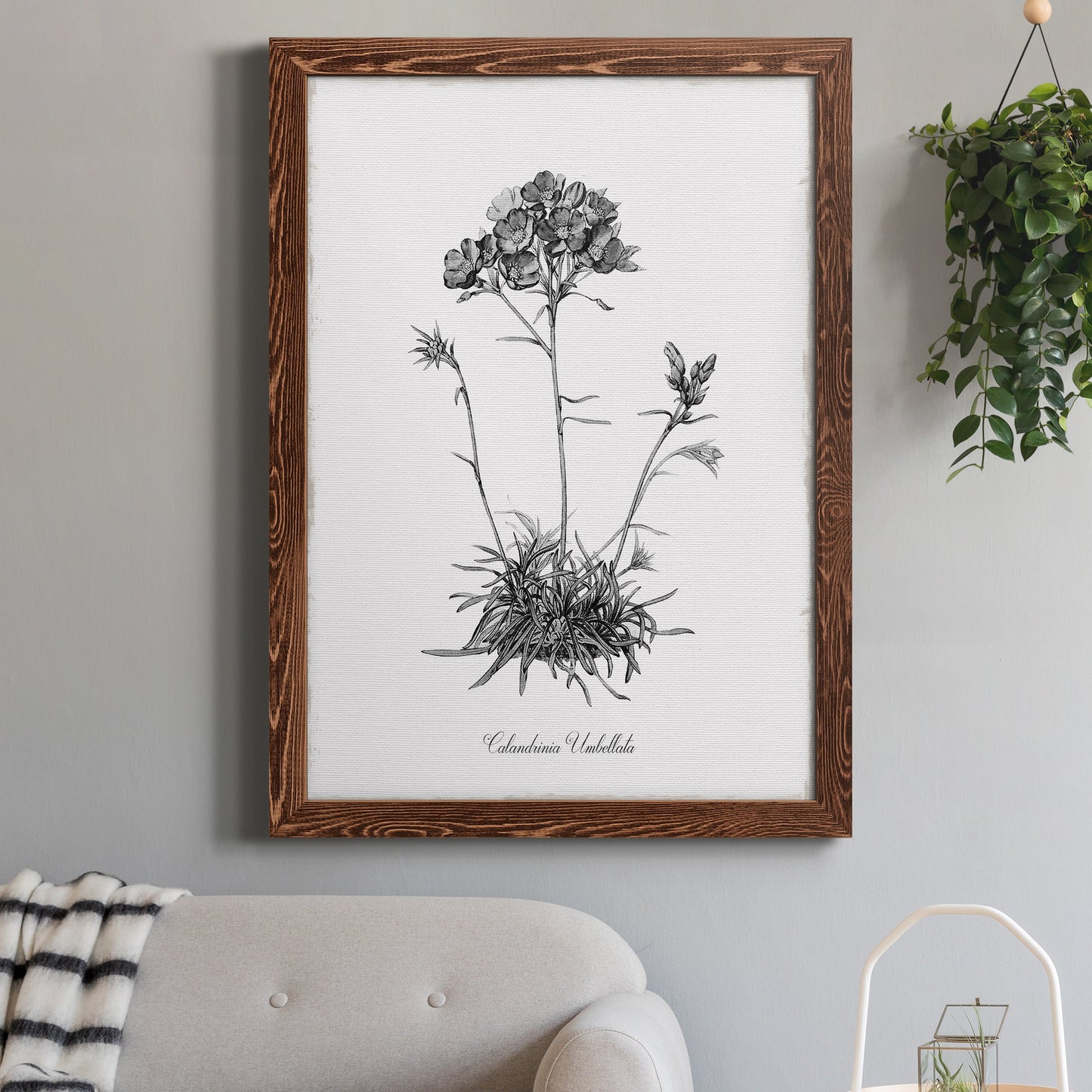 Simply Caladrinia - Barnwood Framed Canvas Print