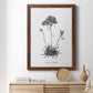 Simply Caladrinia - Barnwood Framed Canvas Print