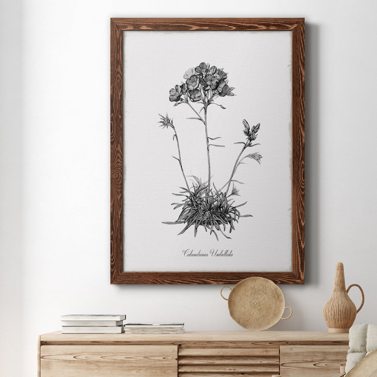 Simply Caladrinia - Barnwood Framed Canvas Print