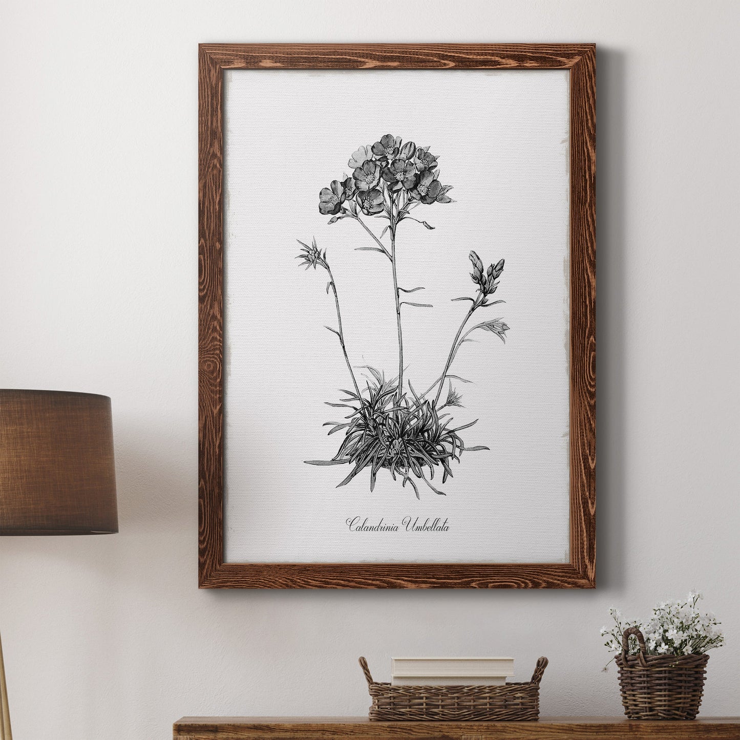 Simply Caladrinia - Barnwood Framed Canvas Print