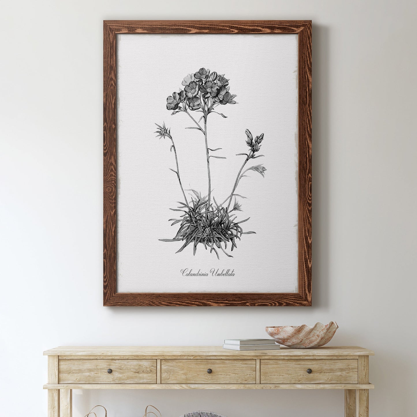Simply Caladrinia - Barnwood Framed Canvas Print