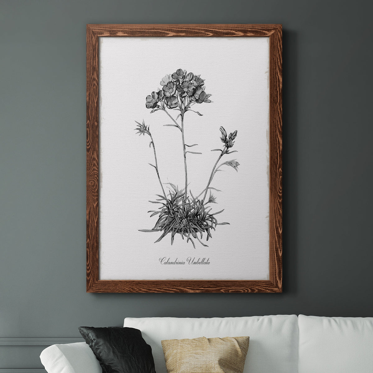 Simply Caladrinia - Barnwood Framed Canvas Print