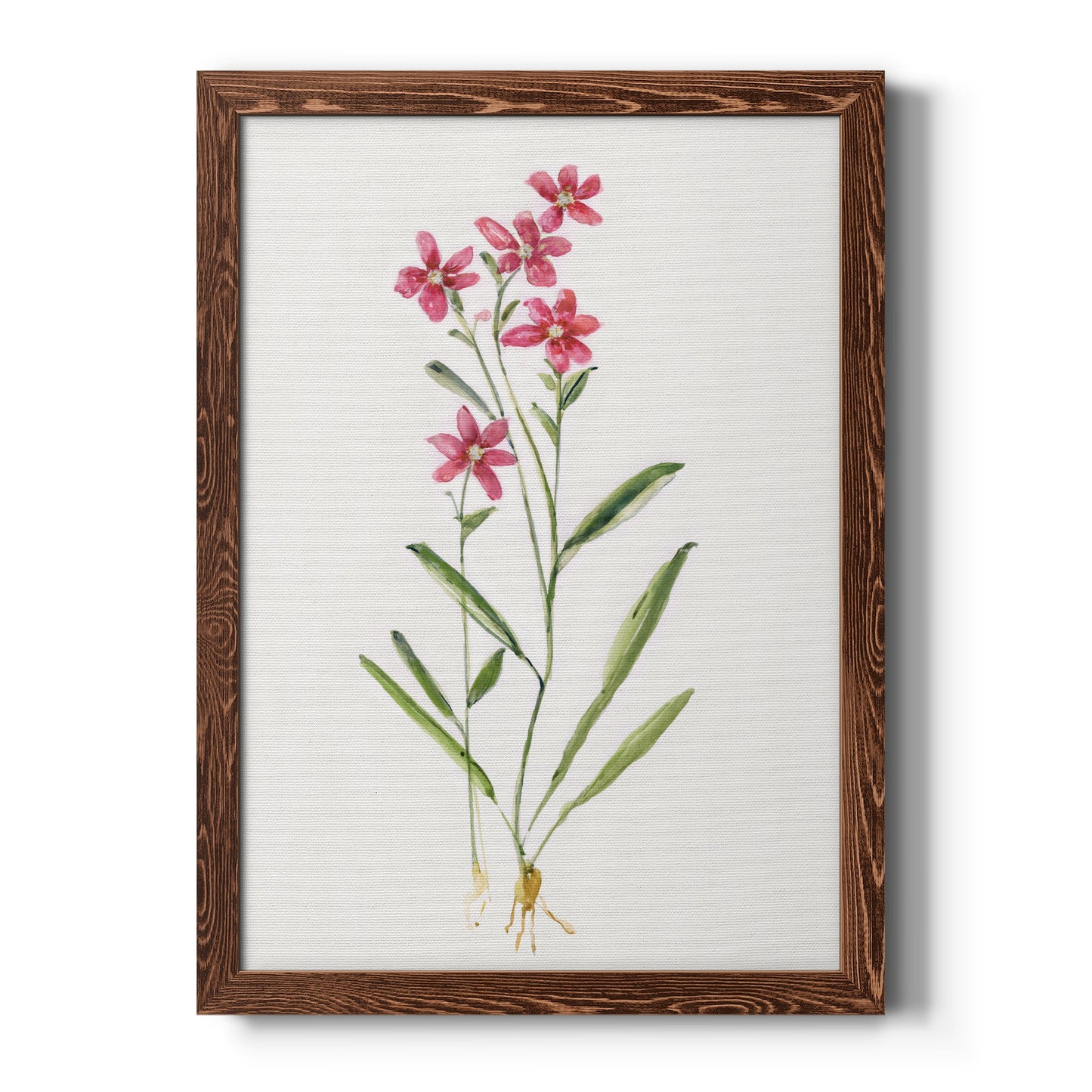Delicate Pink II - Barnwood Framed Canvas Print