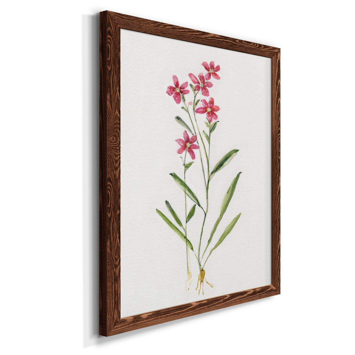 Delicate Pink II - Barnwood Framed Canvas Print
