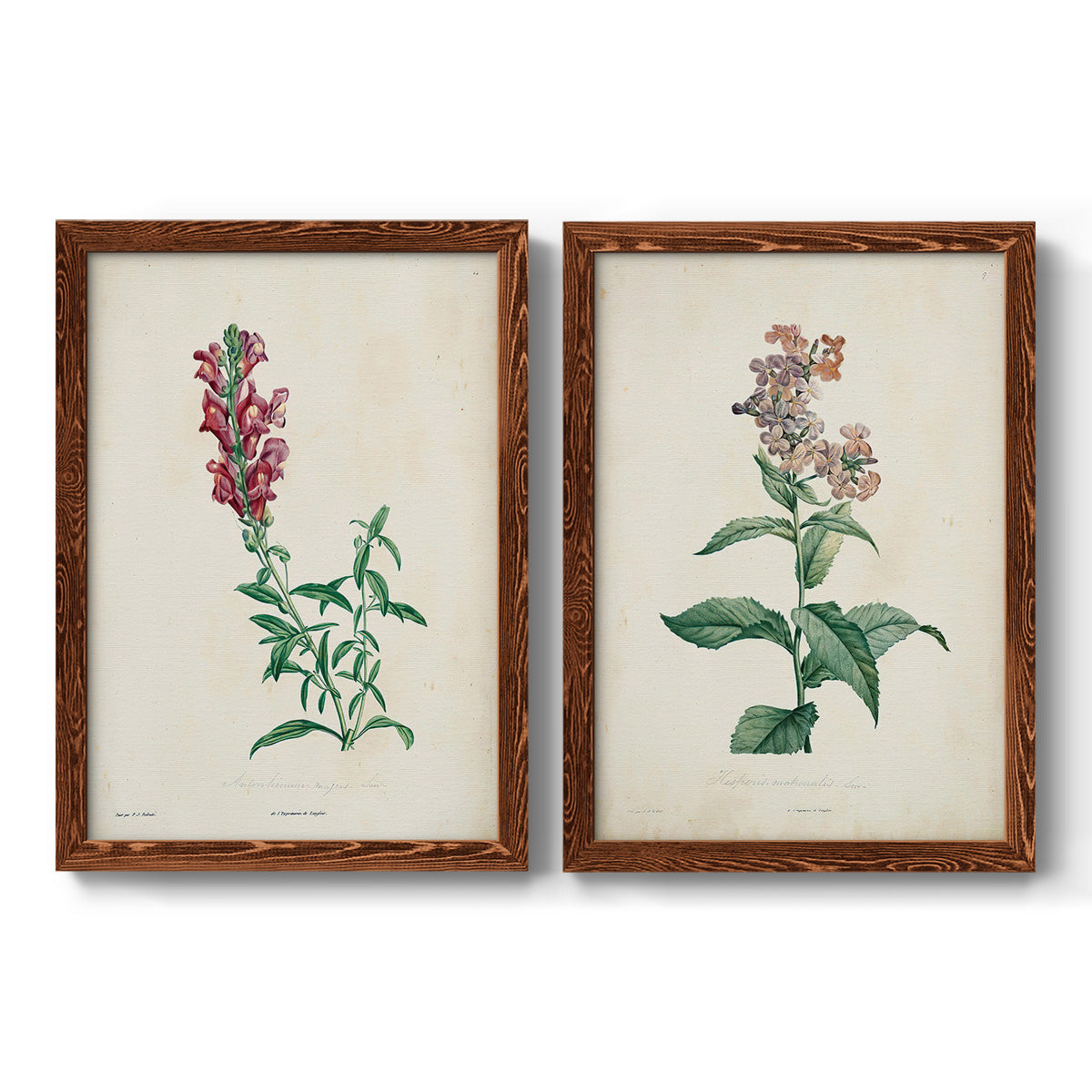 Set of two maple barnwood framed canvas prints featuring two vintage botanical studies of flowering stems with detailed green leaves on aged cream paper.
