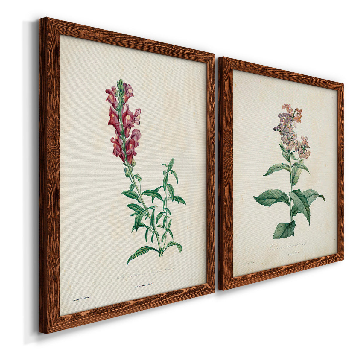 Angled view of a set of two maple barnwood framed canvas prints featuring two vintage botanical studies of flowering stems with detailed green leaves on aged cream paper.