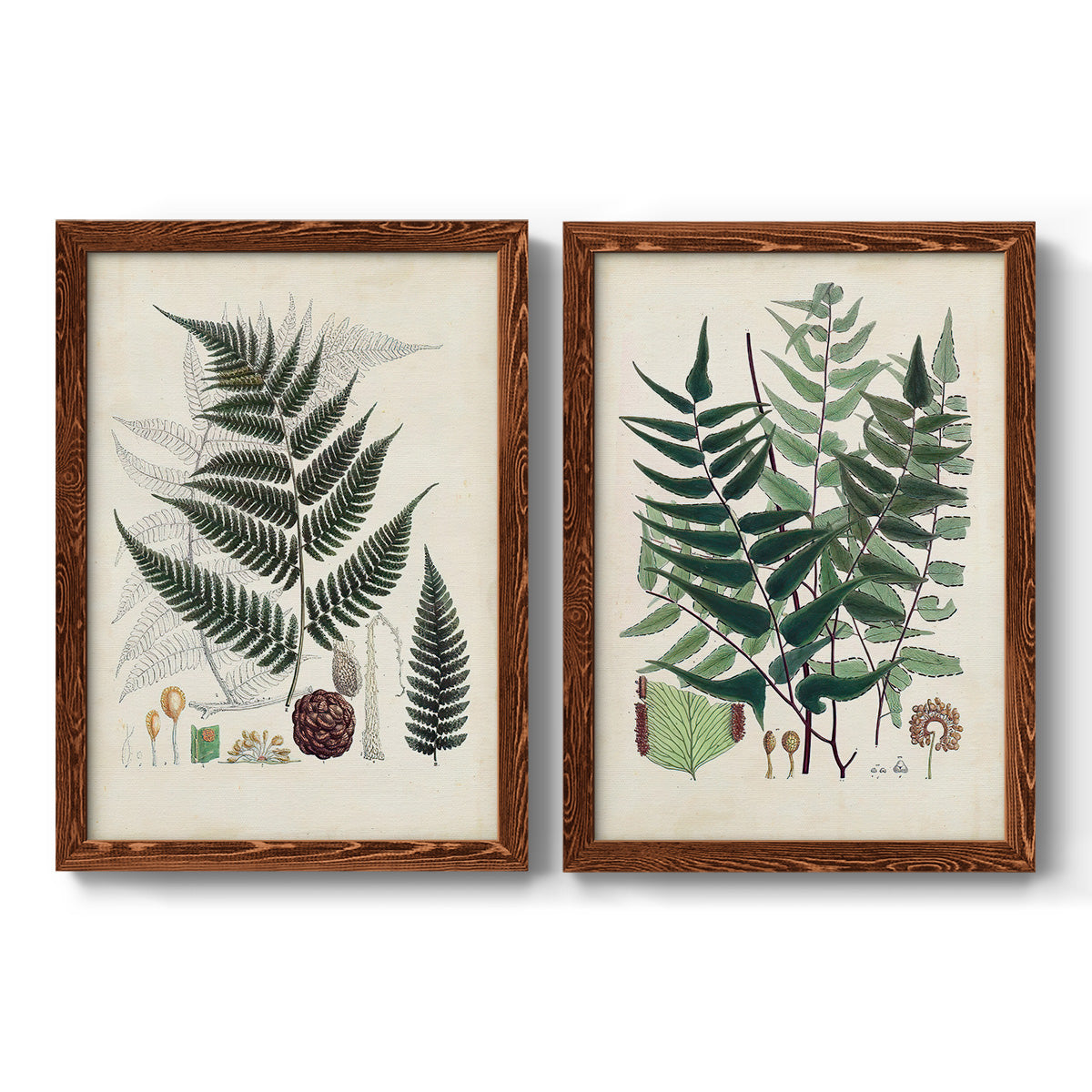 Set of two maple barnwood framed canvas prints featuring two natural-history fern plates featuring vintage fern specimens with botanical details.