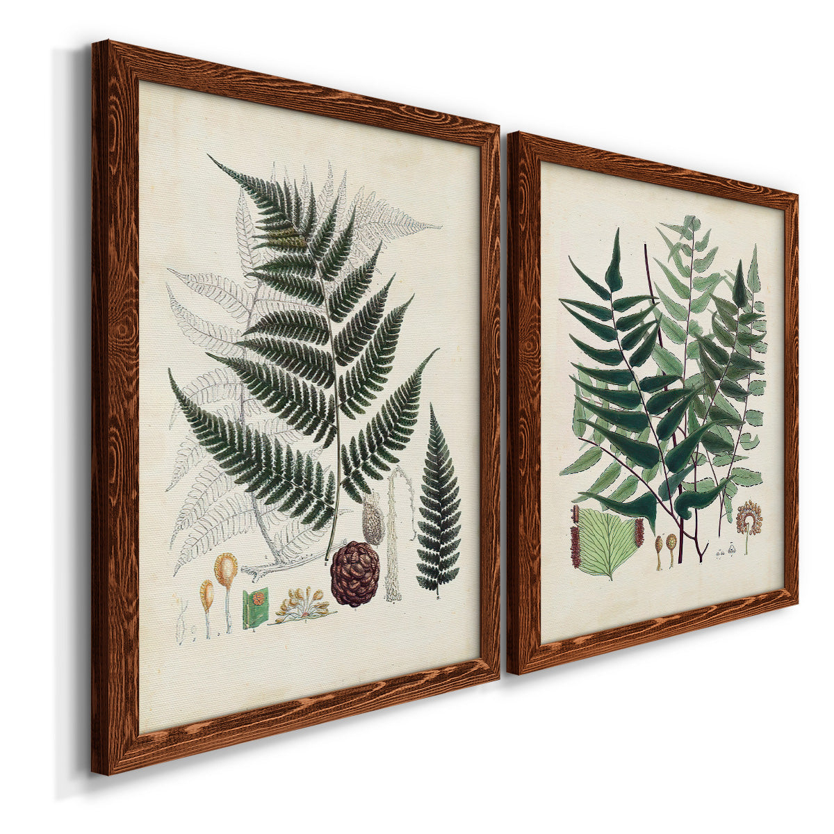 Angled view of a set of two maple barnwood framed canvas prints featuring two natural-history fern plates featuring vintage fern specimens with botanical details.