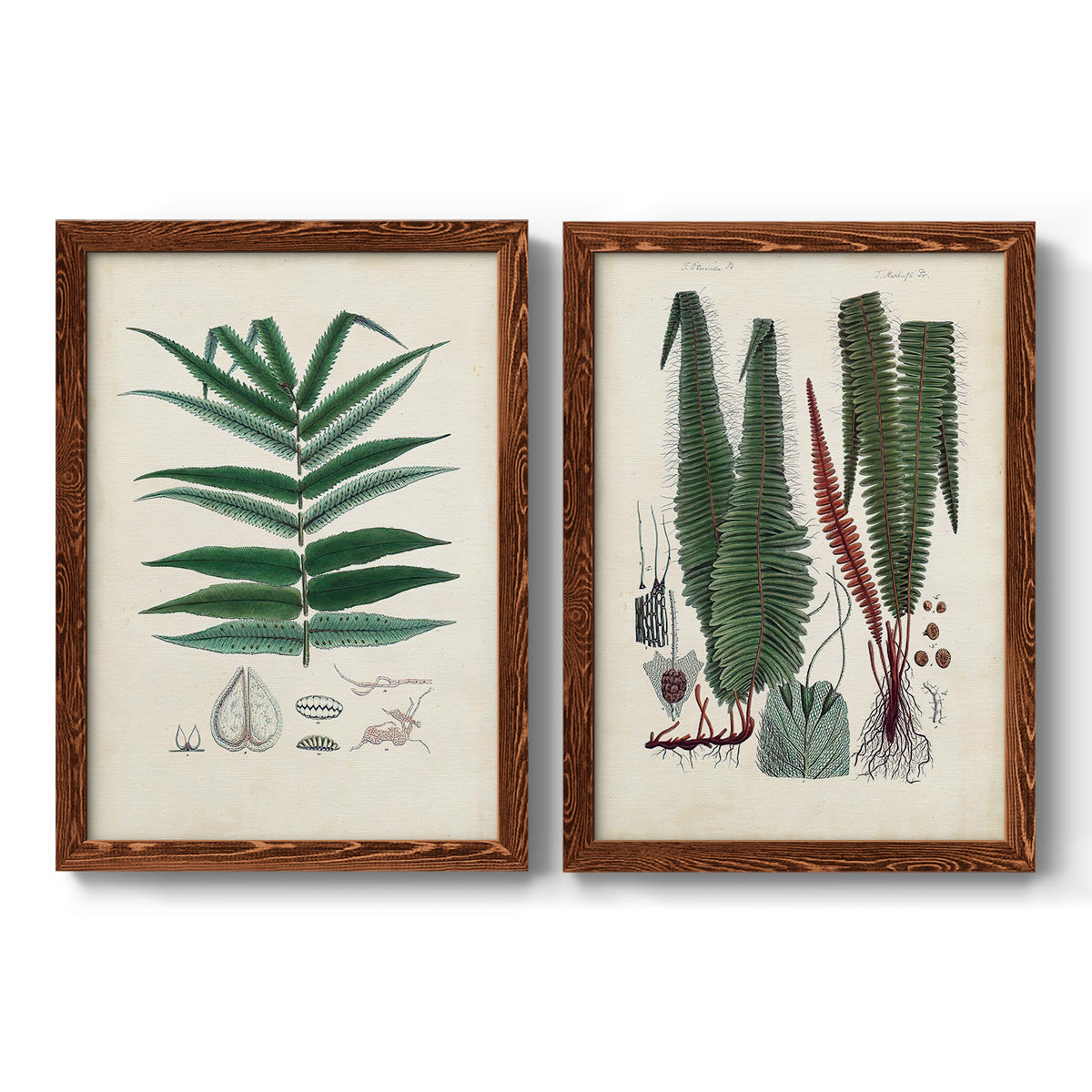 Set of two maple barnwood framed canvas prints featuring two natural-history fern plates featuring vintage fern specimens with botanical details.